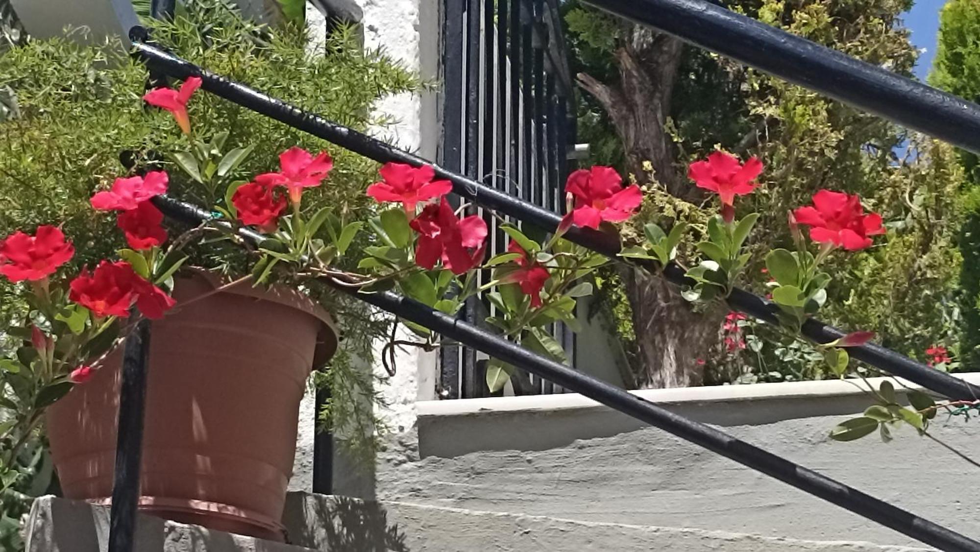 Charming Garden * Rhodes City